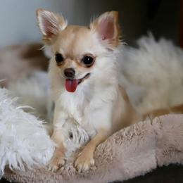 Chihuahuas from Kachel chihuahuas