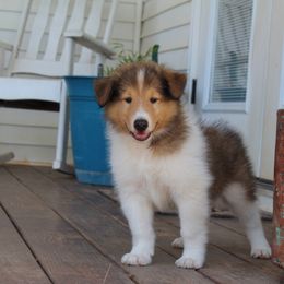 Collie Puppies from Americana Rough Collies