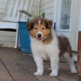 Collie Puppies from Americana Rough Collies