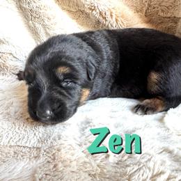 Zen - Black and red female German Shepherd puppy in Graham, Washington from Wildeflecken Shepherds