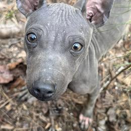 Goldie - Blue tan and white female American Hairless Terrier puppy in Atlanta, Georgia from Royal Flush Kennels