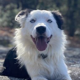 Tex - Border Collie