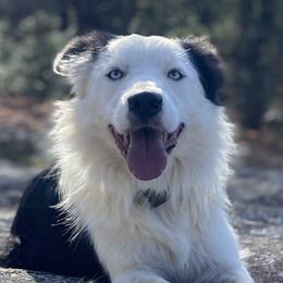 Tex - Border Collie