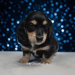 Viktor - Black and cream male Dachshund puppy in Oklahoma City, Oklahoma from OkieDoxieland Dachshunds