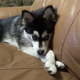 Buttercup - Pomsky