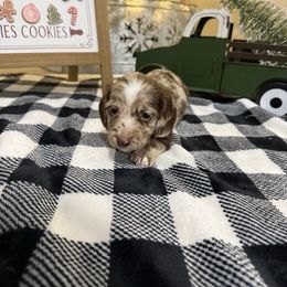 Todd - Dapple male Dachshund puppy in Dawson, Alabama from Bells Dashing Dachshunds