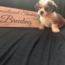 Lime Collar - Liver and white male Shorkie puppy in Staten Island, New York from Sensational Shorkies
