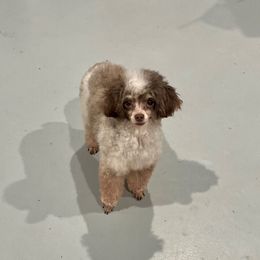Prada - Poodle