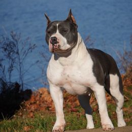 Butters - American Bully