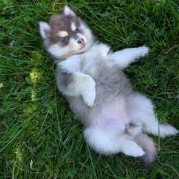 Demi- Female - Blue reverse husky mask - Blue female Pomsky puppy in Hurleyville, New York from My Crazy Pomskys