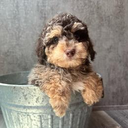 Sunny - Merle male Cavapoo puppy in Austin, Texas from Doodles of Central Texas
