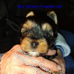 Hickory - Black and tan male Yorkshire Terrier puppy in Charlotte, North Carolina from Queen City Yorkies