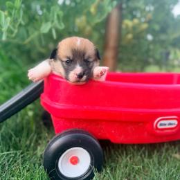 Jett - Red male Pembroke Welsh Corgi puppy in Rose, Nebraska from Clearsky Corgis