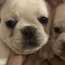 French Bulldogs from Maci Card