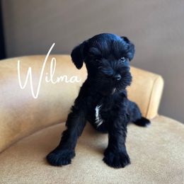 WILMA AKC - Black Miniature Schnauzer puppy in Victorville, California from West Coast Royal Miniature Schnauzer