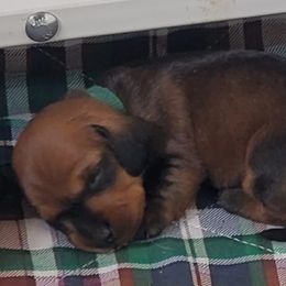 Dachshunds from Woodenshoe Kennel