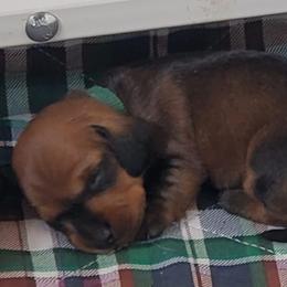 Dachshunds from Woodenshoe Kennel