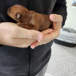Canto - Red male Irish Terrier puppy in Splendora, Texas from Cloverdell Irish