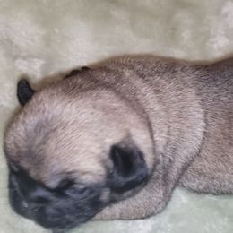 Boy 1  DASHER - Fawn male Pug puppy in Gadsden, Alabama from Carla's Pugs
