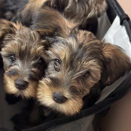 Yorkipoos from Little Creek Yorkiepoos