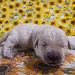 Girl 1 - Light golden female Golden Retriever puppy in Lawtey, Florida from Rise and Shine Goldens