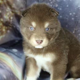 Mocha - Red and white male Alaskan Malamute puppy in Independence, Virginia from New River Valley Malamutes