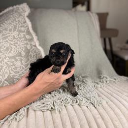 Zeus - Tri-color male Bernedoodle puppy in Sweetwater, Florida from Sandy Snout Doodles