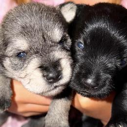 Miniature Schnauzers from Trulove’s puppies