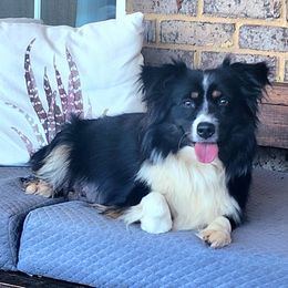Lassie - Toy Australian Shepherd