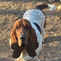 Bruno - Basset Hound
