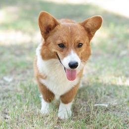 Dirty Harry - Sable male Pembroke Welsh Corgi puppy in Keene, Texas from Texas Fluff Butts and Friends