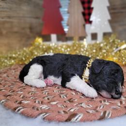 Rocky - Black male Goldendoodle puppy in Woodburn, Indiana from DNLS Doodle Puppies
