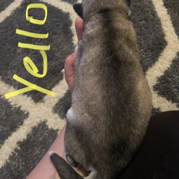 Siberian Husky Puppies from Alexandra's Siberian Huskies