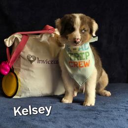 Kelsey (Luke Skywalker) - Blue merle male Australian Shepherd puppy in Smithfield, Utah from Invictus Farms