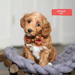 Amber - Red female Australian Labradoodle puppy in Port Orchard, Washington from Snooze and Sniff Labradoodles