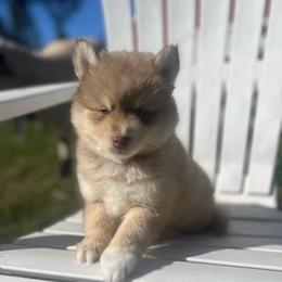 Kenai - Red and white male Pomsky puppy in Rathdrum, Idaho from Smart Pomskies and Frenchies