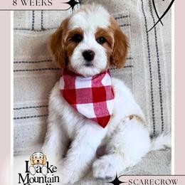Scarecrow - Red male Australian Labradoodle puppy in Eagle Mountain, Utah from Lake Mountain Doodle