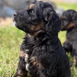 Cowboy - Tri-color male Bernedoodle puppy in Carlotta, California from Lost Coast Poodles and Doodles