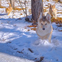 Native American Indian Dog Puppies from Seven Sisters Canids