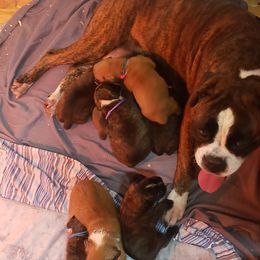 Boxer Puppies from SmashBox Kennel