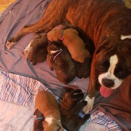 Boxer Puppies from SmashBox Kennel