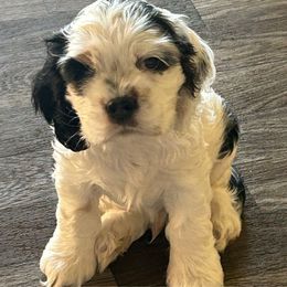 Patrick - Black white and tan male Cocker Spaniel puppy in Pueblo, Colorado from Scott & Lada’s Pups