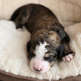 Poe - Brown and white male Bernedoodle puppy in Springville, Utah from Oodles of Bernedoodles