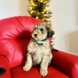 Arcanine - Sable male Goldendoodle puppy in Twin Falls, Idaho from Burrow & Bone