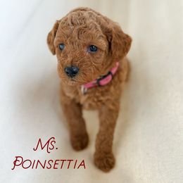 Poinsettia - Red  female Goldendoodle puppy in Sacramento, California from Dandy Doodles Goldendoodles