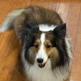 Shetland Sheepdogs and Toy Shetland Sheepdogs from Empire Shelties Ohio