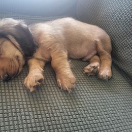 Dachshund Puppies from Harris Hugs and Wiener Wiggles