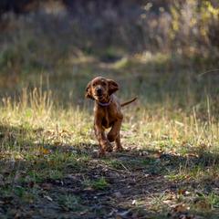 Irish Setter Puppies from Spring Creek Irish Setters