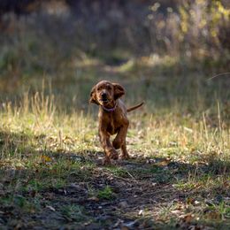 Irish Setter Puppies from Spring Creek Irish Setters