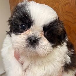 Girl 3 parti-colored - Tricolor female Shih Tzu puppy in Citrus Heights, California from The Lion dog Shih Tzu